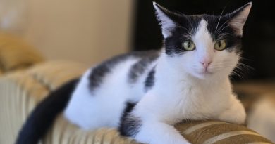 Dzień Kota: 5 faktów o kotach, które mogą cię zaskoczyć Dzień Kota: 5 faktów o kotach, które mogą cię zaskoczyć