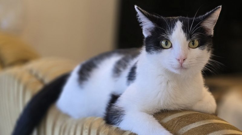 Dzień Kota: 5 faktów o kotach, które mogą cię zaskoczyć