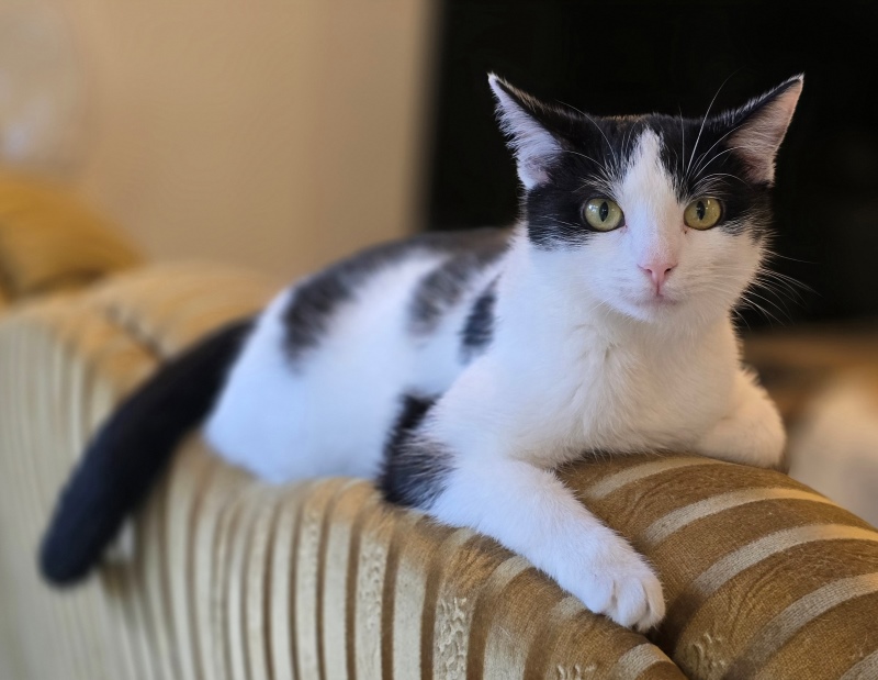 Dzień Kota: 5 faktów o kotach, które mogą cię zaskoczyć