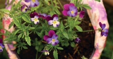 Zamień elektrośmieci na bratki! „Kwiaty za Elektrograty”