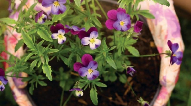 Zamień elektrośmieci na bratki! „Kwiaty za Elektrograty”