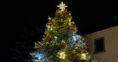 Choinka na swarzędzki Rynek. Gmina szuka drzewa Choinka na swarzędzki Rynek. Gmina szuka drzewa