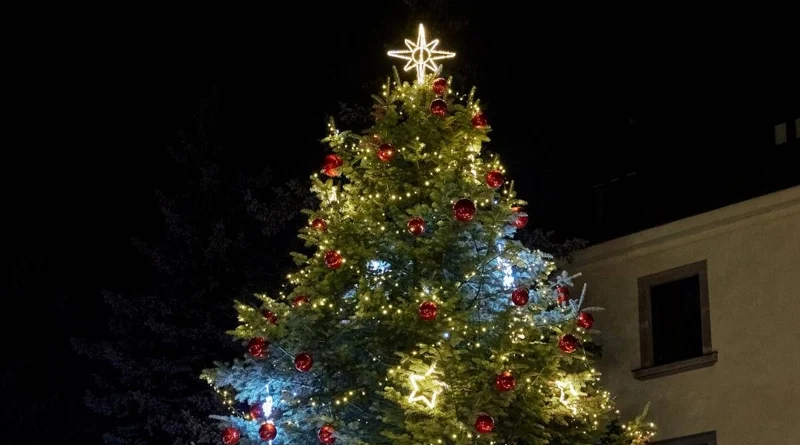 Choinka na swarzędzki Rynek. Gmina szuka drzewka